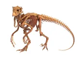 Atrociraptor Skeleton - 3D Printable Bone Model-1