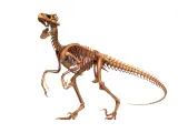 Atrociraptor Skeleton - 3D Printable Bone Model-8