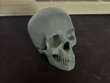 human skull-0