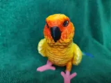 Conure-7