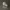 Bulb