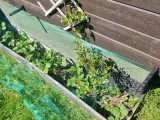 Wallhook for nets (or plants)-2