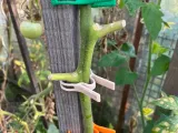 Vegetable peg-1