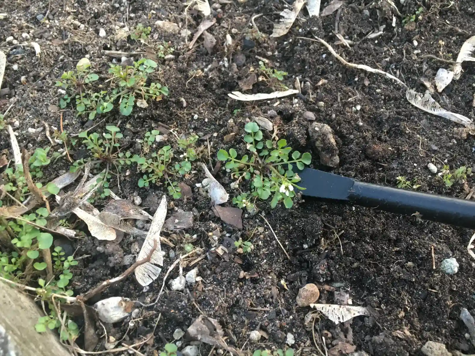 Garden Plant and Weed Puller