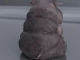 PORC SUPRAPONDERAL-3