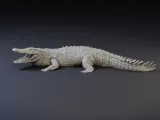 Nile crocodile-2