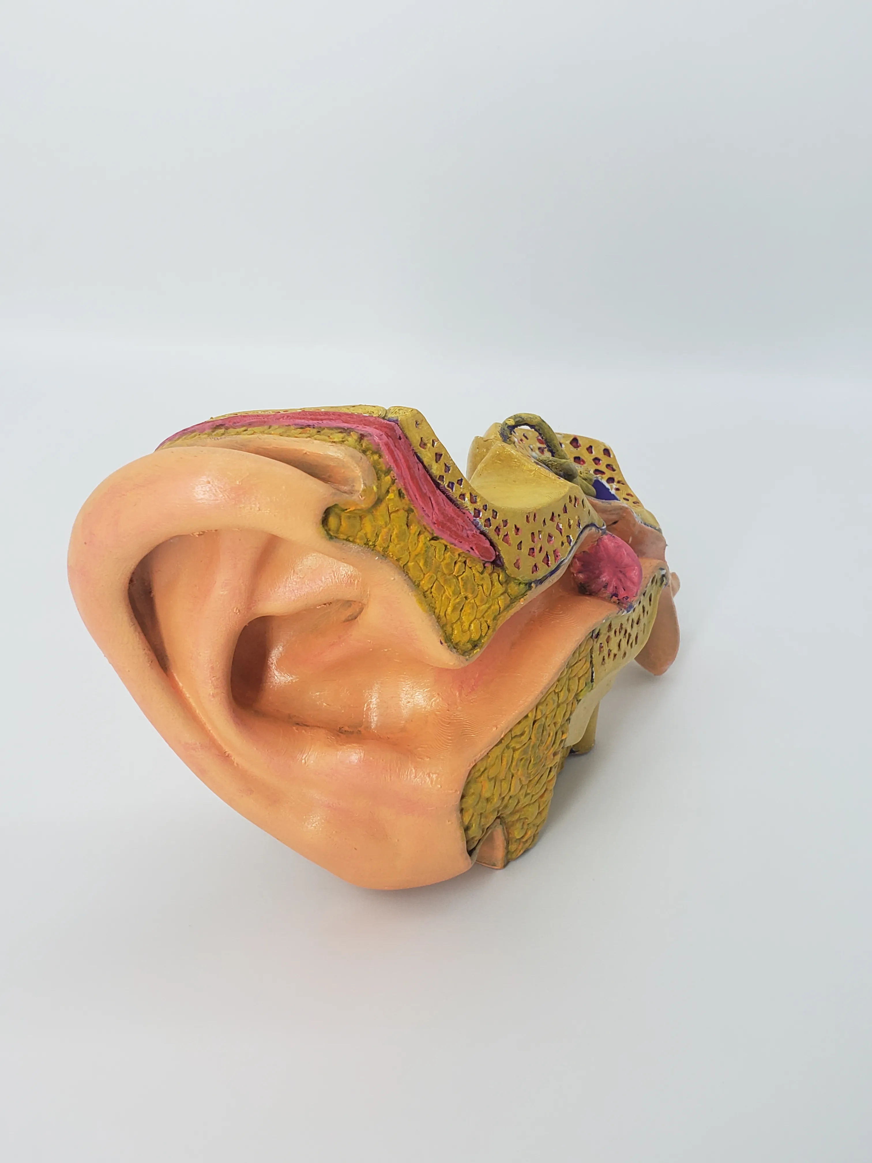 Anatomy of the Ear A Cross-Sectional 3D Print for Education