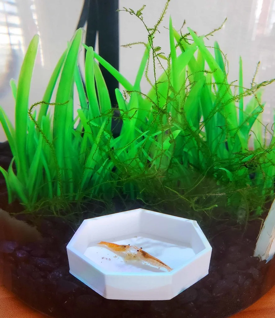 Shrimp Feeding Tray