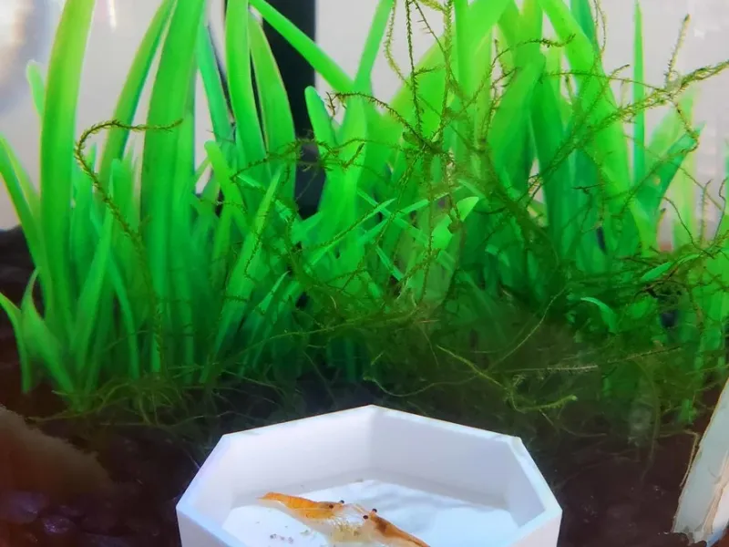 Shrimp Feeding Tray