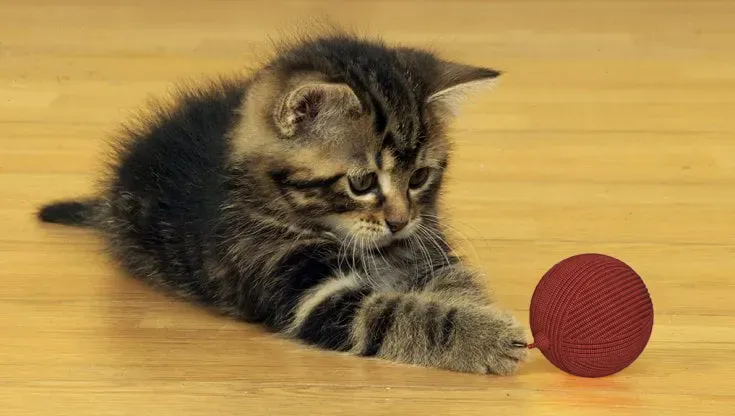 Ball of wool for cats