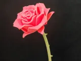 Rose-0