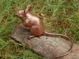Wood Mouse-6