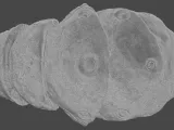 Rock Worm stomach 3D model PRINTABLE-7
