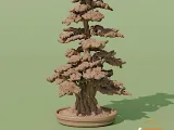 bonsai tree 7-0