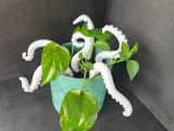 Oktopus arm-3