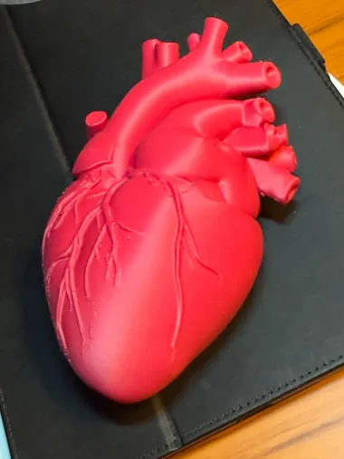 Heart Educational Model - Education - PLA - 3D printed product - фото 6