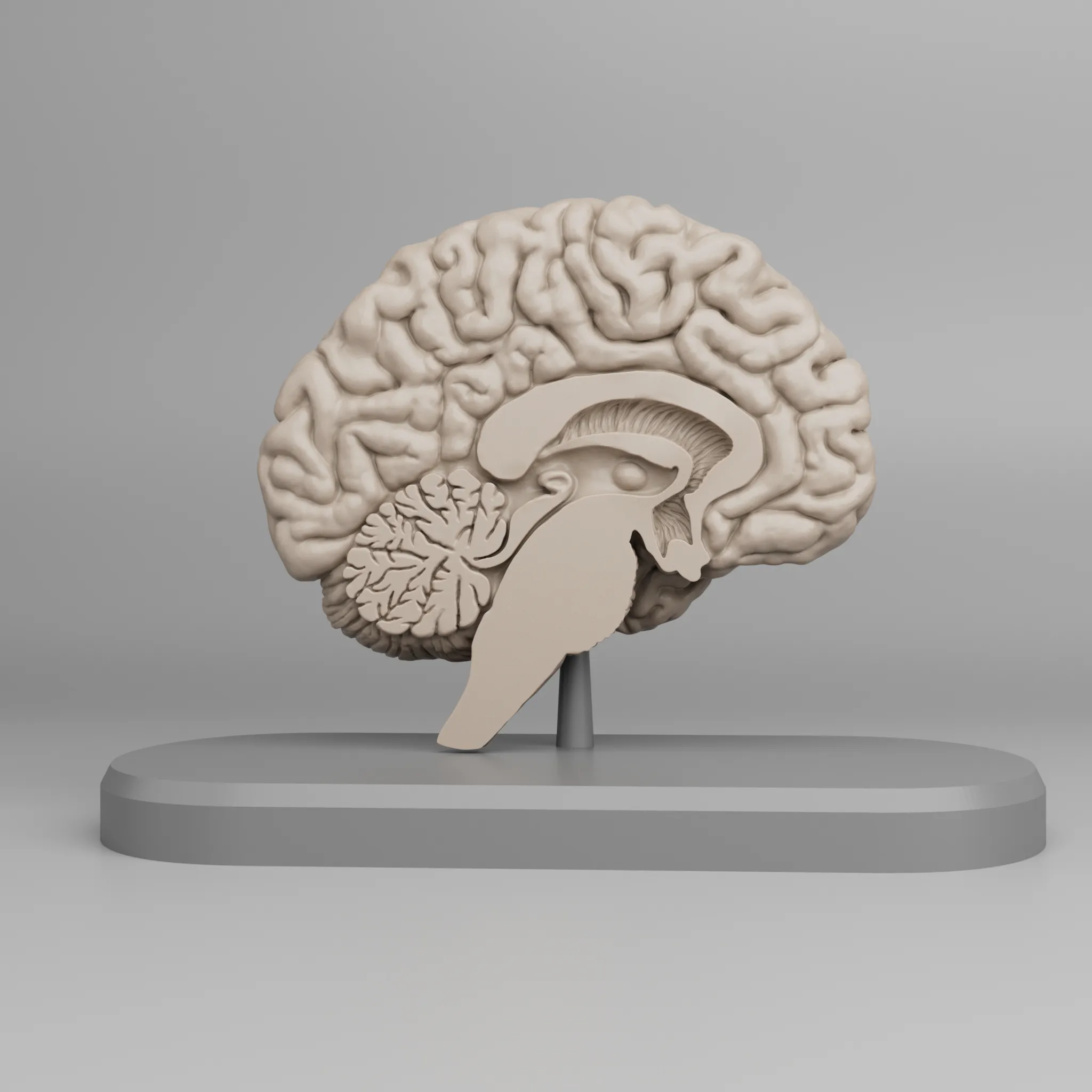 Brain Anatomy Cross-Section 3D print