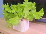 Hydroponic Planter (Dual Size), F&F Grid-Style Hydroponic Planter (Dual Size)-2
