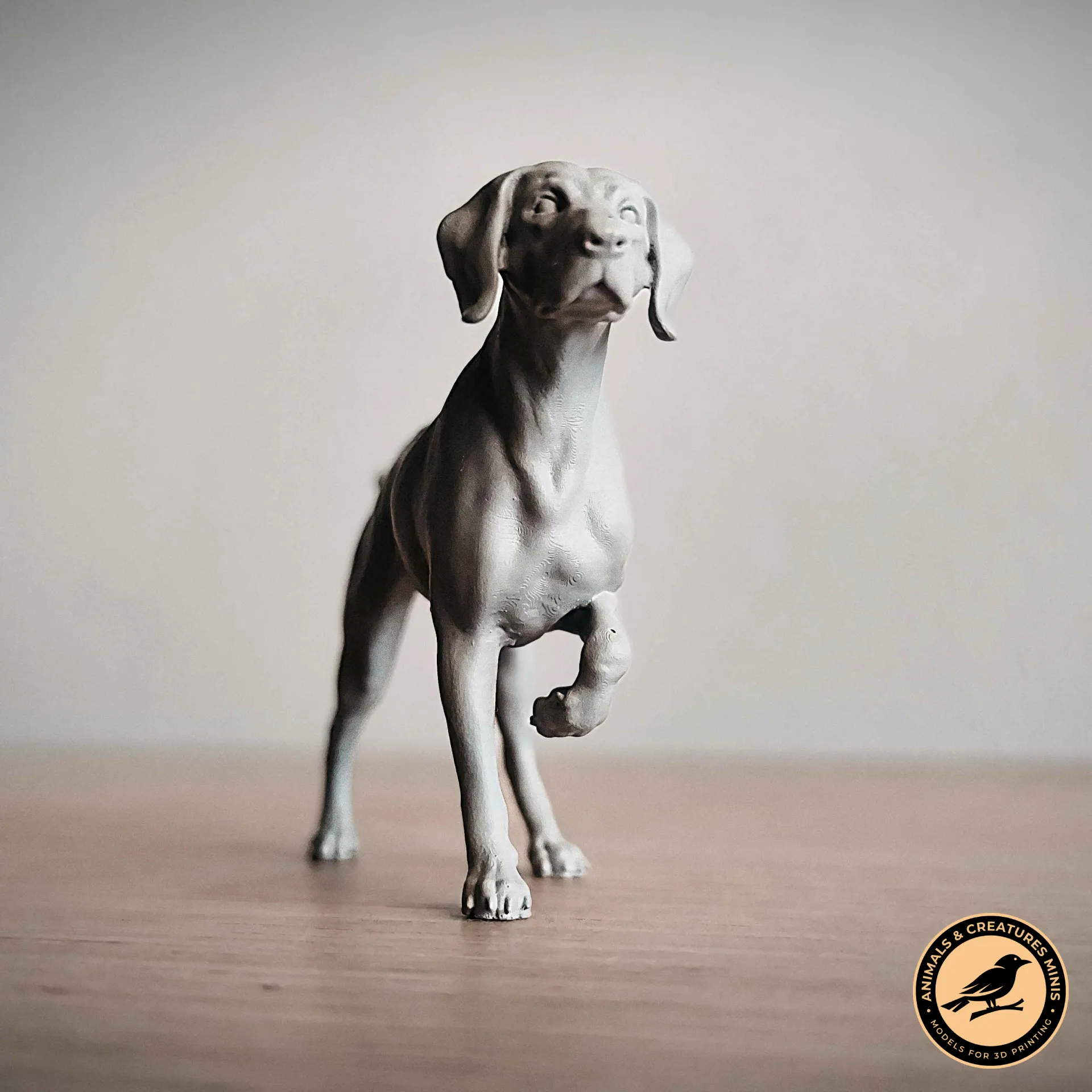 German Shorthaired Pointer