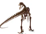 Atrociraptor Skeleton - 3D Printable Bone Model-4