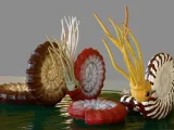 Ammonite - amonoids - three different-0
