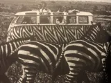 VW and zebras - Magic Relief Test-1