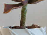 Pot Interior Decor P-2
