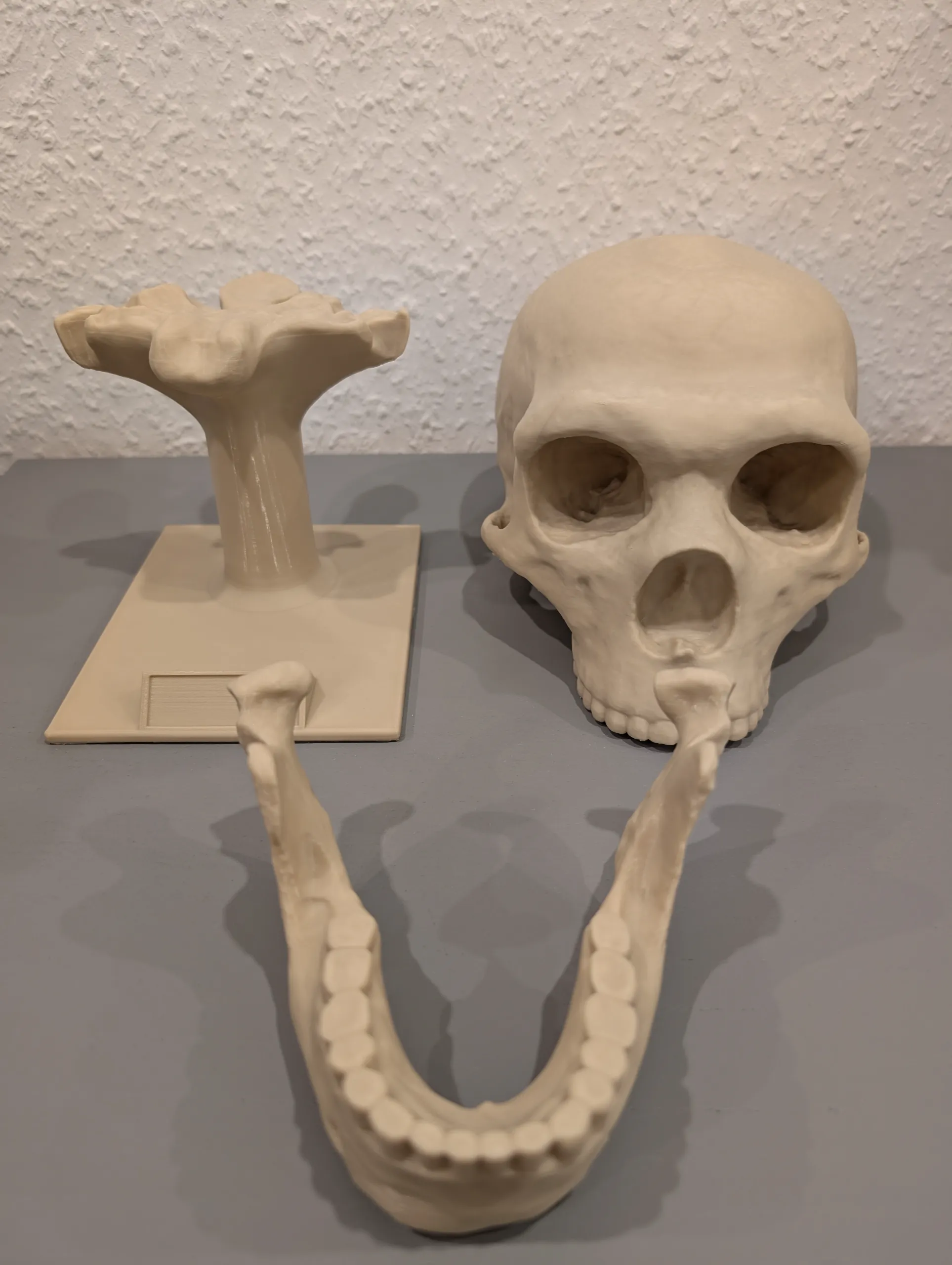 Homo neanderthalensis Skull - Educational Model & Stand 🦴💀-1