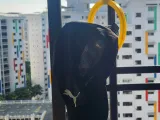 Hat Hanger-4