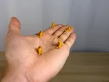 Mini Croissant Buddy-1