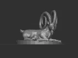 Markhor goat-1