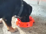 Dog bowl Max-2