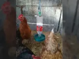 Chicken waterer-0