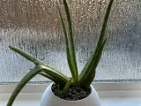 Small Globe flower pot-0