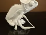 Lizard 3-1