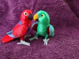 Eclectus-2