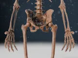 Human Skeleton | ALL BONES | Anatomy Model-2