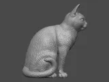 Cat-3