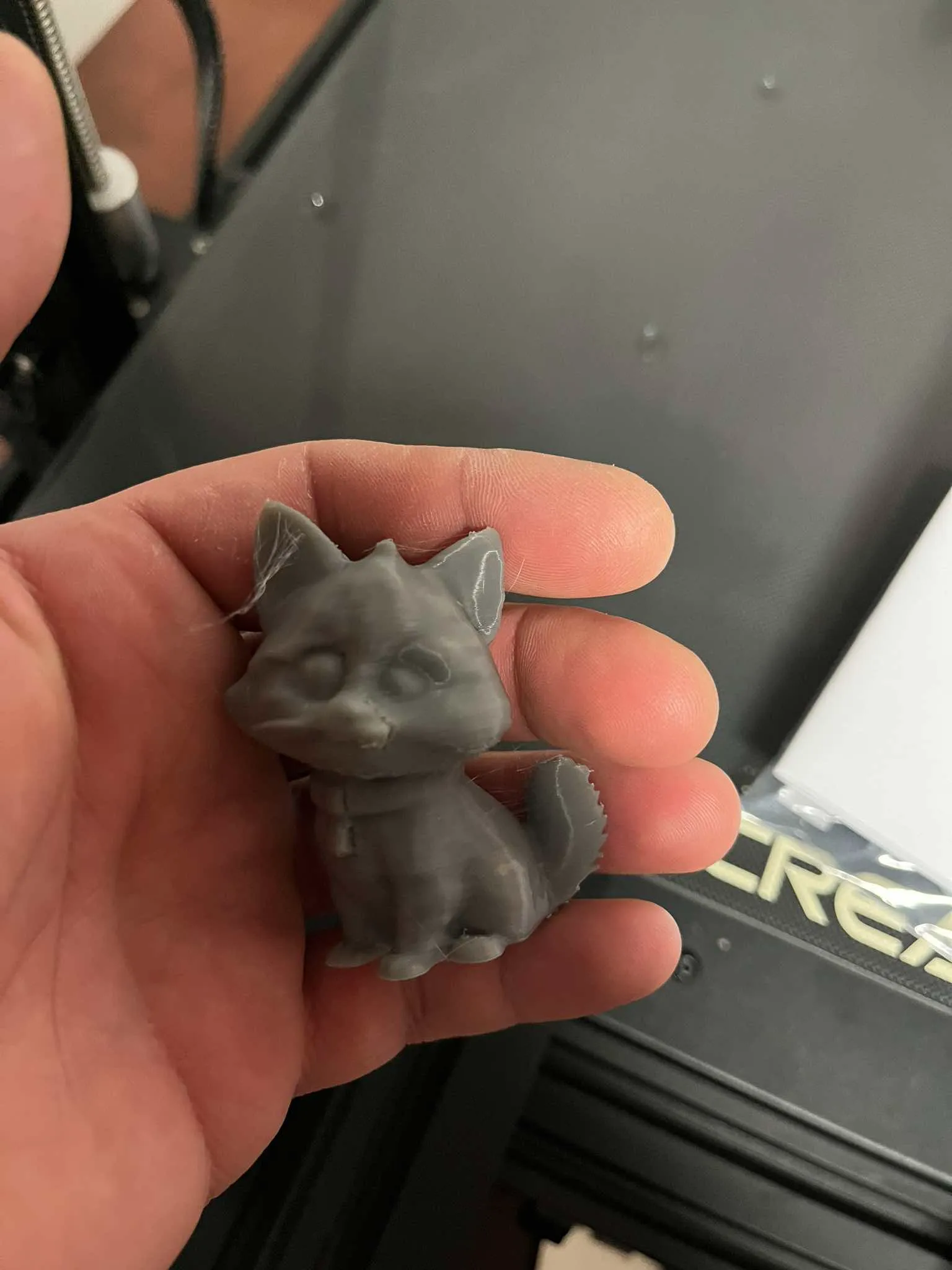 Begging, Squealing kittens, cats