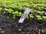 Marcatori per il giardinaggio-0