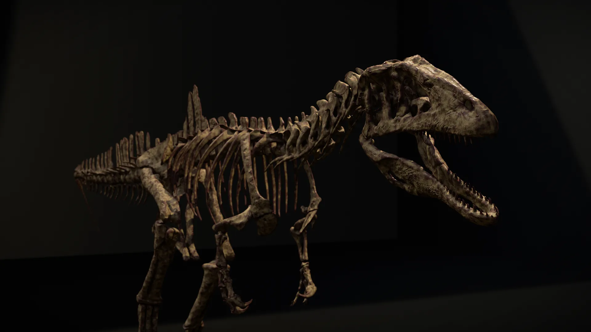 Concavenator corcovatus Skeleton