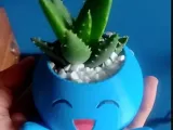 Succulent pot-5
