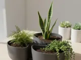 Planter-1