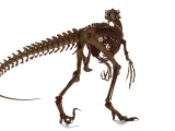 Atrociraptor Skeleton - 3D Printable Bone Model-5