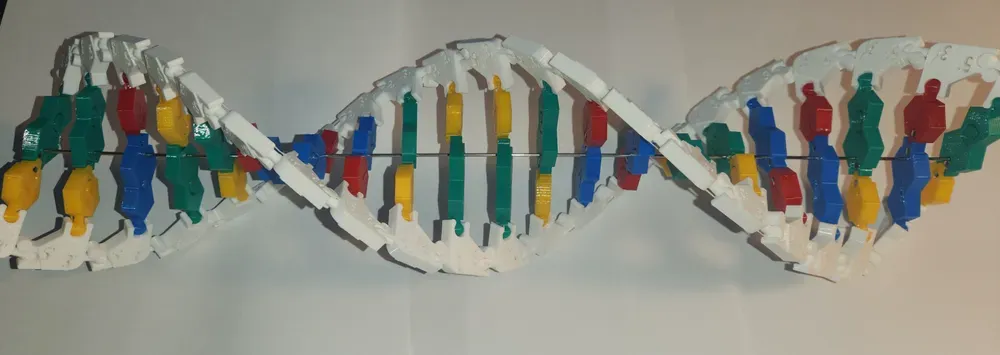 Spooky mutation possible DNA/RNA Magnetic model kit activity