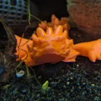 Amphiptere Flexible Baby Dragon-0