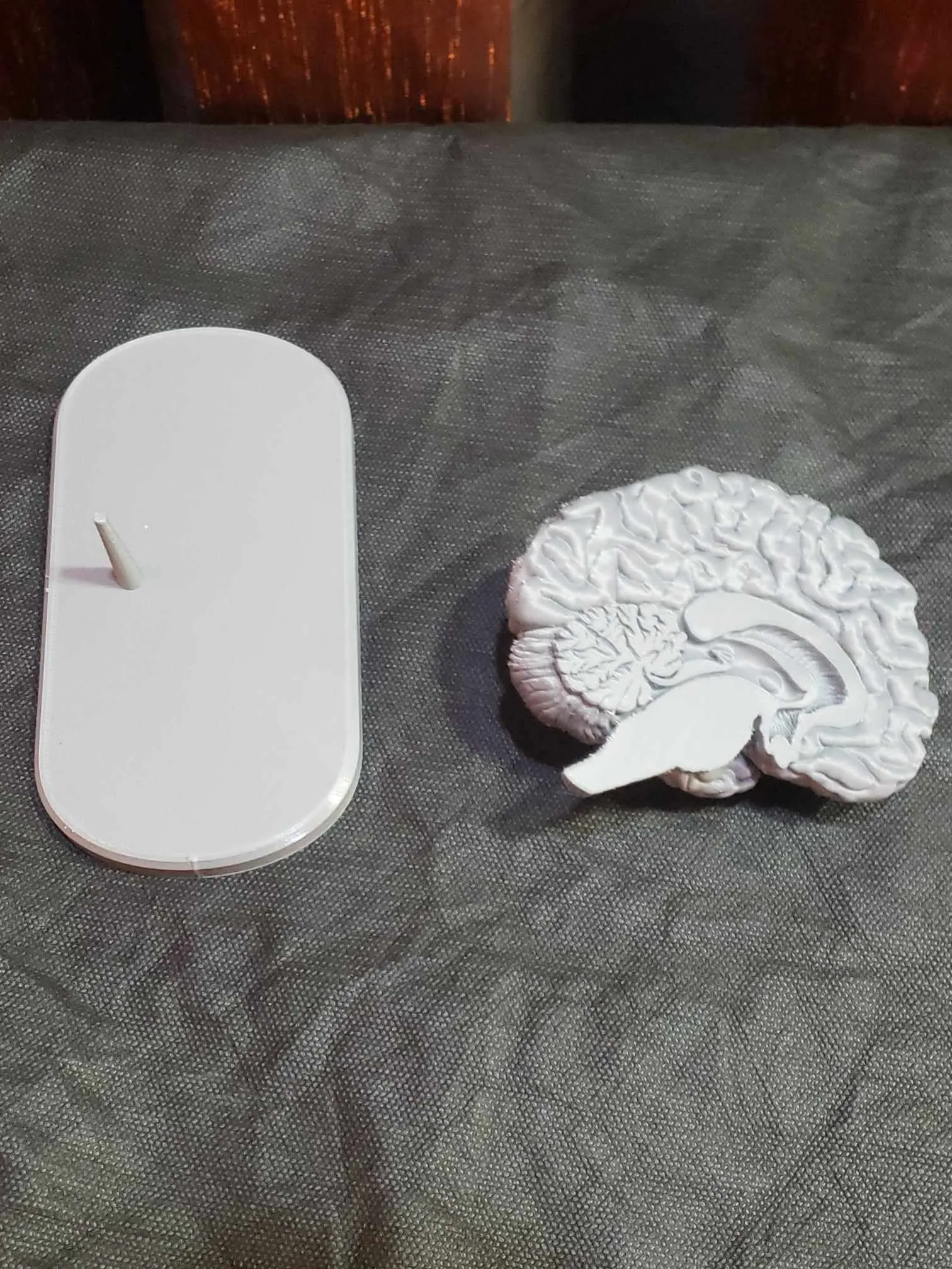 Brain Anatomy Cross-Section 3D print