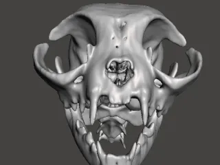 Cat Skull CT