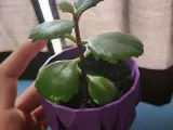 Pot pour succulentes-2