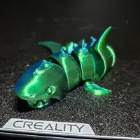 curled shark-3